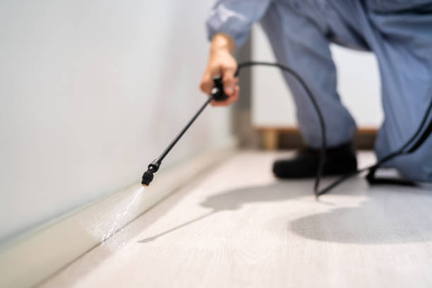 Licensed Wasp Removal service in Oakwood Hills, IL - Show Me Pest Control